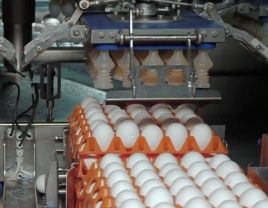 Header handling-eieren-met-stober-servoaandrijvingen